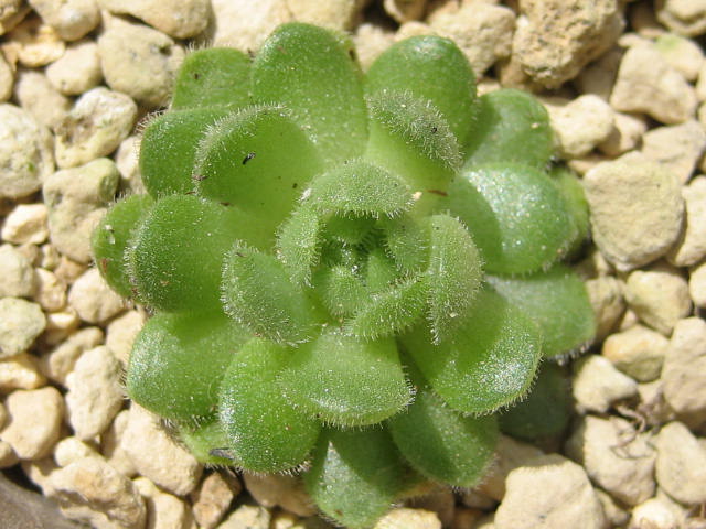 Rosularia alba 