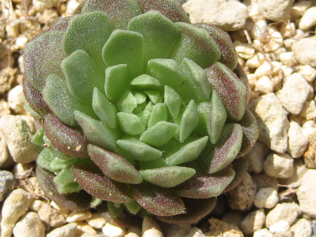 Rosularia rechingeri 