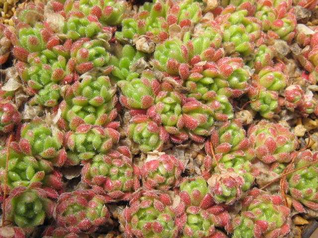 Rosularia sedoides 
