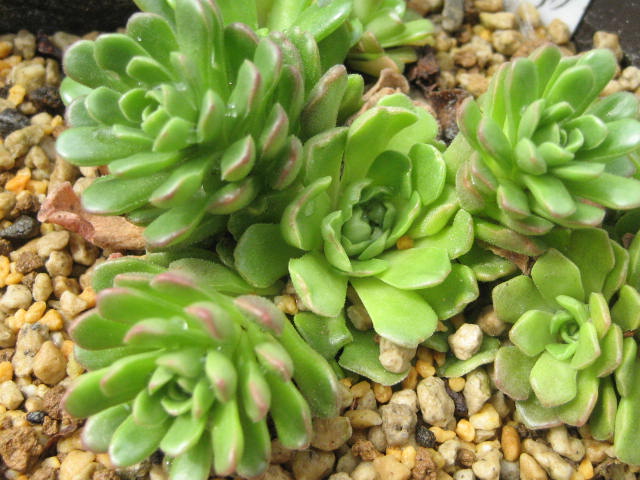 Rosularia sempervivum ssp. glaucophylla 