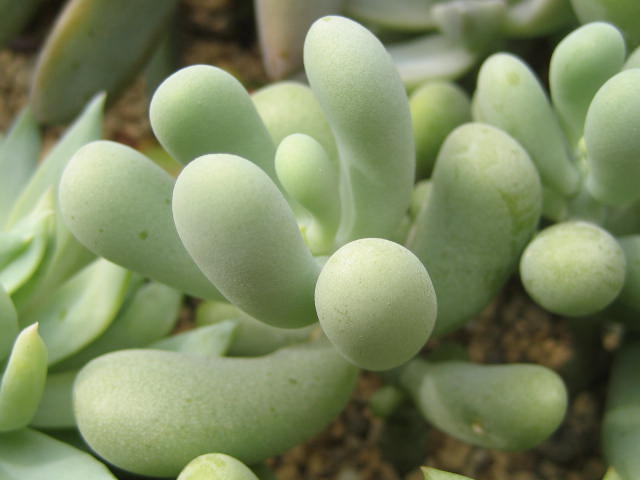 Sedum allantoides 